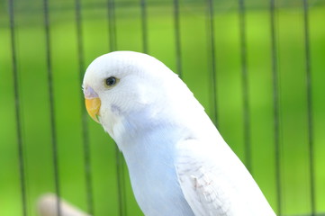Budgie sitting on the wooden stick in cage. beautiful parrot lovebird
