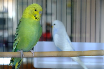 Budgie sitting on the wooden stick in cage. beautiful parrot lovebird
