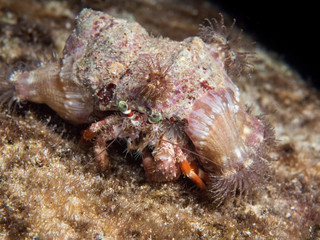 underwater animal crab