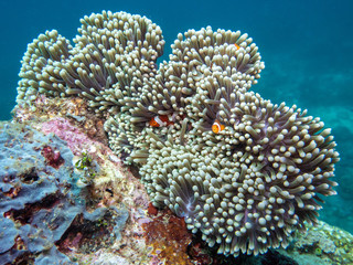 clown fish