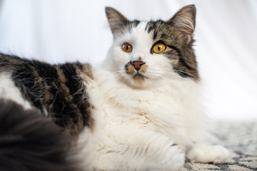 Stunning Maine Coone/Coon cross tabby cat staring on white background.