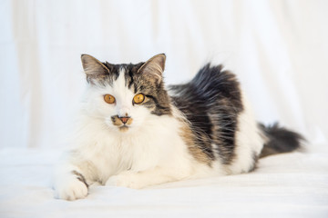 Stunning Maine Coone/Coon cross tabby cat laying down on white background. 
