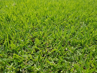 Green grass pattern and texture for background. Close-up
