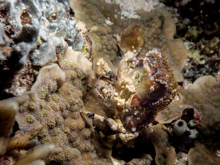 underwater animals