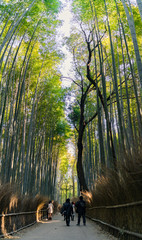 Arashiyama Bamboo grove