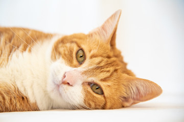 Adorable ginger tabby cat laying, staring at camera. 