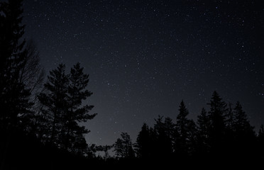 Night sky with visible stars in a remote location where you can see tree tops 