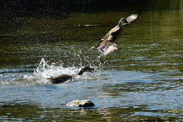 Obraz premium Mallard duck at the Jeonjucheon stream in Jeonju, South Korea.