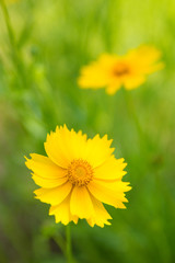 Yellow Cosmos in a park.
