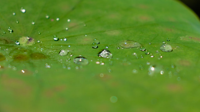 water drops on green lotus leaf closeup photo