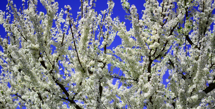 White Flowers Herald The Arrival Of Spring