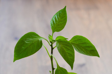 Close up of green pepper seedlings top view