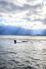Southern Right Whale shows it's fin under morning sunlight near Hermanus, South Africa
