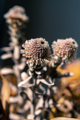 close up of dried flowers