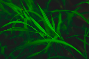Green grasses