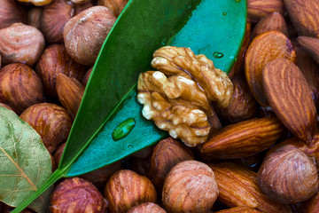 Almonds, walnuts and hazelnuts. Without shell. Schifler leaf and bay leaf