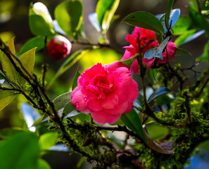 Red Pink Camellia Tree Blooming Macro