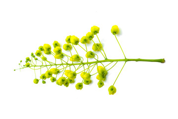 Cassia fistula flowers isolated on a white background, yellow flowers( Coon tree).