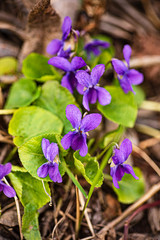 wild violet flowers in the forest