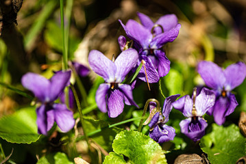 wild violet flowers in the forest