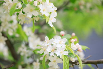 하얀 사과꽃이 핀 봄풍경