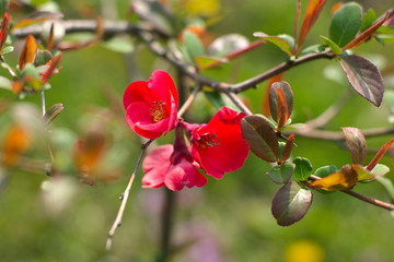 Flowering hawthorn in the spring season