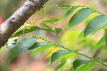 Green praying mantis or Mantis religiosa on tree.