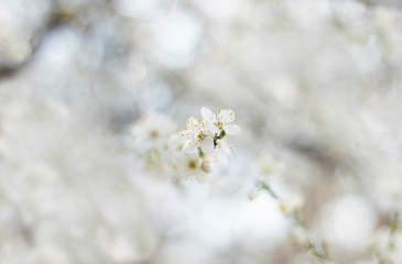 tree branches full of white tiny flowers on blurred bokeh background