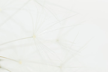 dandelion ball detail, splashes, white, soft background