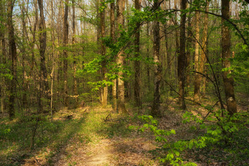Spring forest at sunset