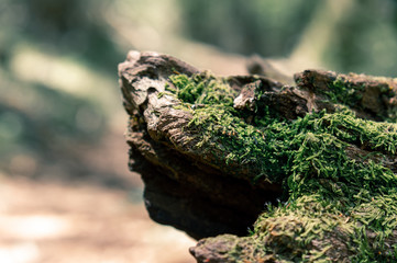 Moss on a rock