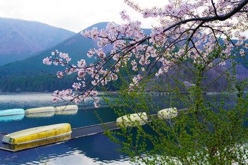 田貫湖の桜