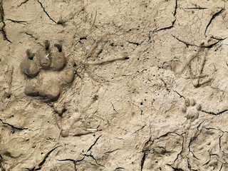 Mixed animal footprints in the mud, cat, dog, birds