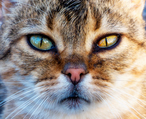 Naklejka na ściany i meble Tabby domestic cat portrait image