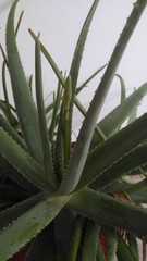 Obraz premium aloe vera plant