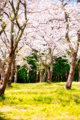 大石寺の桜のトンネル