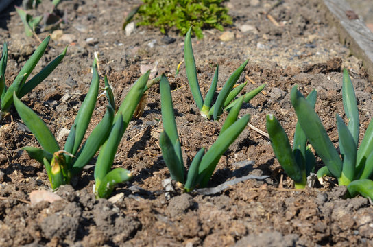 onion batun sprouted in the ground