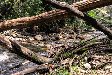 Water stream in the forest