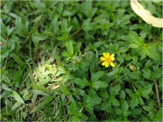 Little yellow flower against green cover plant