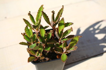 Kalanchoe serrata żyworódka wąskolistna płodnolist