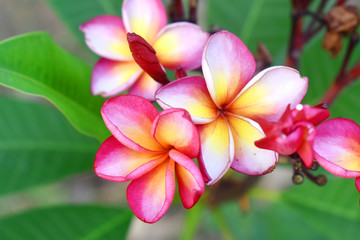 Pink frangipani flowers with green leaves and blurred background