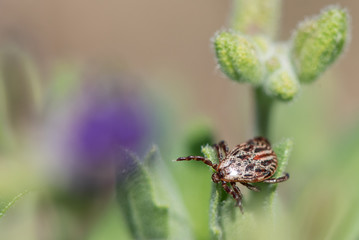 Isolated marsh tick sitting on a flower and waiting for a new victim