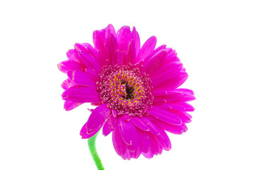 Colorful Gerbera plant and some nice green
