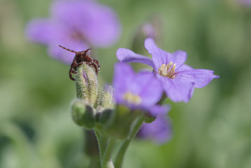 Isolated marsh tick sitting on a flower and waiting for a new victim