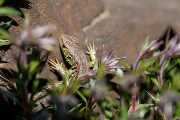 Isolated wall lizard on a stone hiding behind bushes