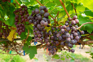 Picture of semi-ripe beauty seedles grapes - closeup