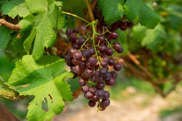Picture of semi-ripe beauty seedles grapes - closeup