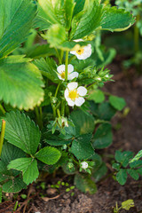 strawberry flowers in the garden