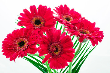 Colorful Gerbera plant and some nice green