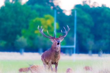 Stag Standing On Field